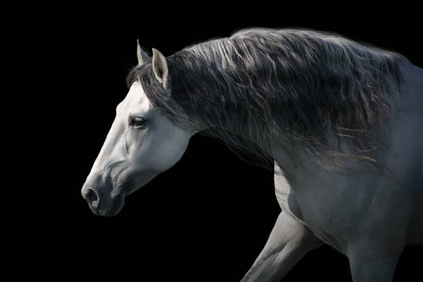 istock Horse with long mane on black background 1461388846