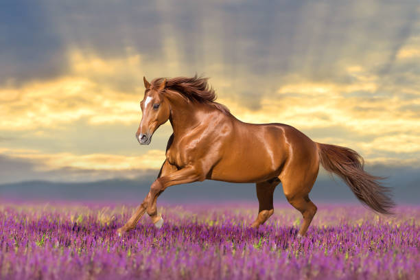 istock Horse in salvia meadow 1461388849
