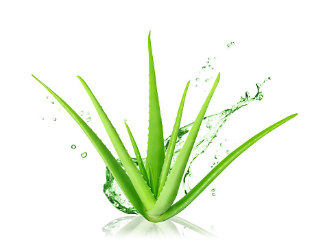 Aloe Vera isolated on white background. Aloe Vera plant and splash of juice or gel.