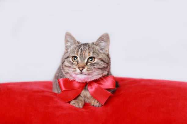 istock Cat posing at camera. copy space.   Valentine's Day. Kitten with red bow rests on a red pillow. Cat gift. Web banner copy space. Valentine's day. Postcard. Greeting card. Happy birthday. Pet 1461389020