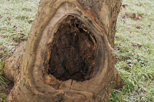 A whole in the trunk of an old English apple tree, hollow trunk