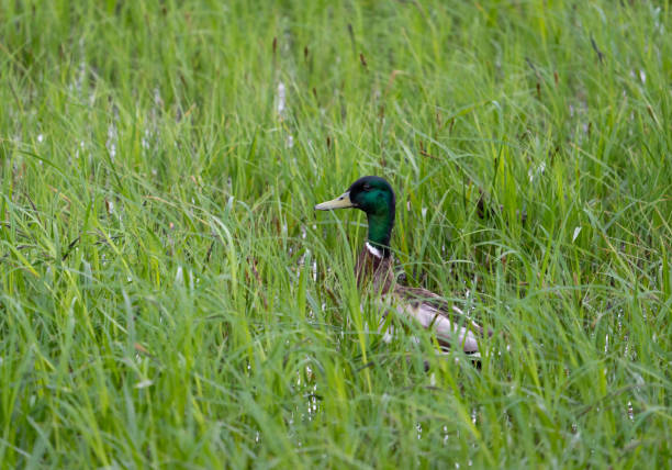 istock Mallard duck male hiding in a long green grass 1461390412