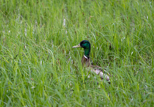 Mallard duck male hiding in a long green grass by water