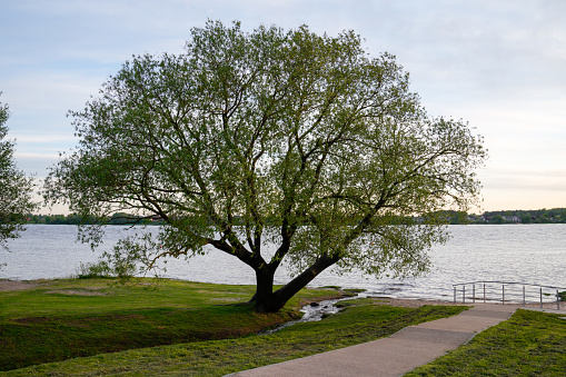 Tree  growing on Daugava river bank on summer evening.