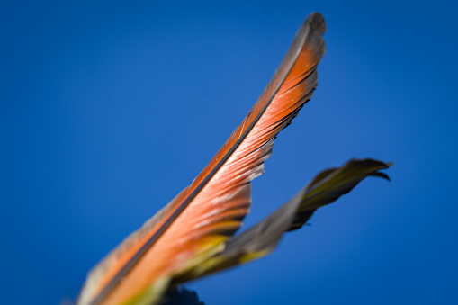 A duo, couple of vivid orange and blue Macaw feathers draped across a blue sky background in the shape of a v parrot feathers