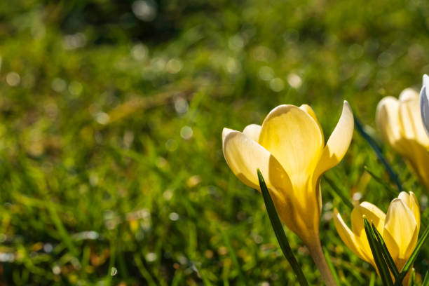 istock Crocuses as a herald of spring 1461392609