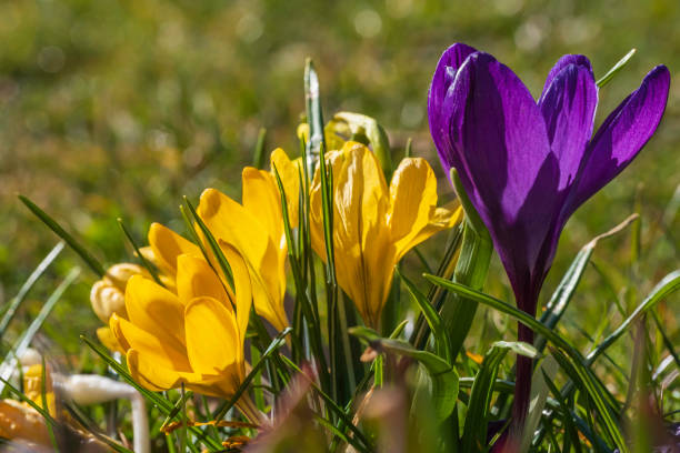 istock Crocuses as a herald of spring 1461392639