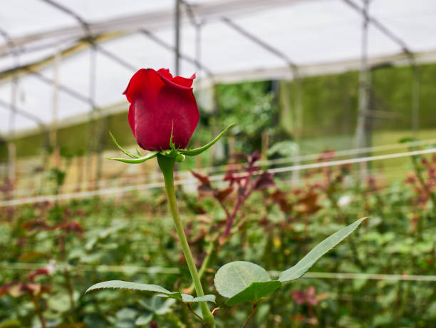 unripe rose.\nIn the rose garden, rose bud. Red rose bud prepared for Valentine's Day