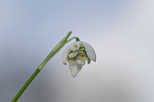A singular double Flowered Snowdrop, Galanthus nivalis Flore Pleno var hippolyta