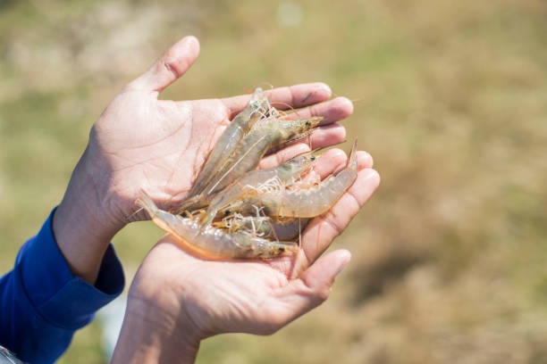 Fresh White Shrimp Vannamei in Hand at Dampit Pond, Malang, Indonesia