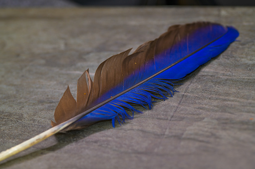 A beautiful iridescent bright blue and grey, gray, single macaw parrot feather sitting on a grey slate surface