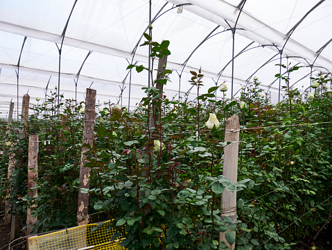 Perspective view of greenhouse with red roses inside. Plantation roses growing inside in a greenhouse