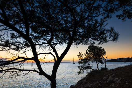 Idyllic view through the silhouette of a Mediterranean pine of the bay of Palma Nova in Calvia on the island Majorca during a colorful sunrise. Color editing. Part of a series.