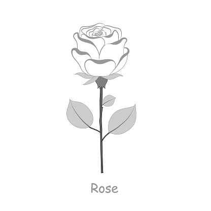 Vector illustration of a rose flower isolated on a white background. EPS 10 file is aranged in groups and layers for easy editing. White background is on separate layer.