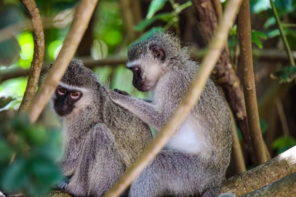 istock Monkey family with Newborn grooming 1461399268