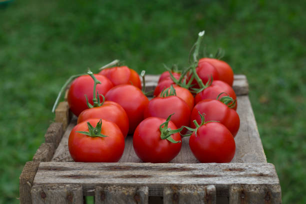 istock red tomatoes on the old wooden box 1461399283