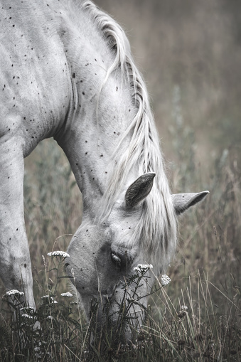 A cropped side portrait of a white horse grazing on a meadow with white flowers, moody dark atmosphere,soft pastel gray-scale,dreamy vintage style