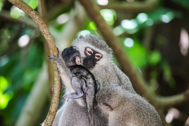istock Monkey family with Newborn 1461400656