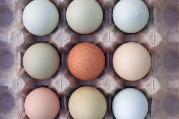 istock nine colorful farm eggs in carton box 1461403535