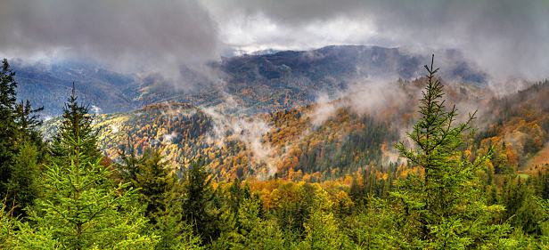 Autumn landscape, panorama, banner - view of mountains covered with mountain forests and meadows under autumn sky after rain, Carpathians, Ukraine