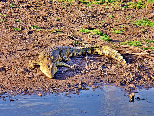 istock Saltwater crocodile in the wild 1461408415