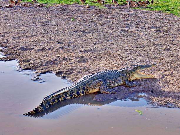 istock Saltwater crocodile in the wild 1461408494