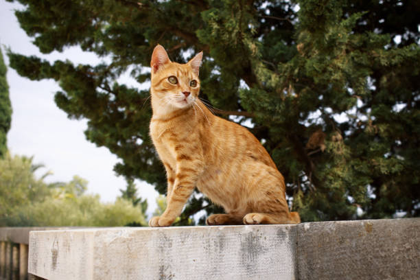 istock Cat attentively sits on a stone wall in the park 1461411613