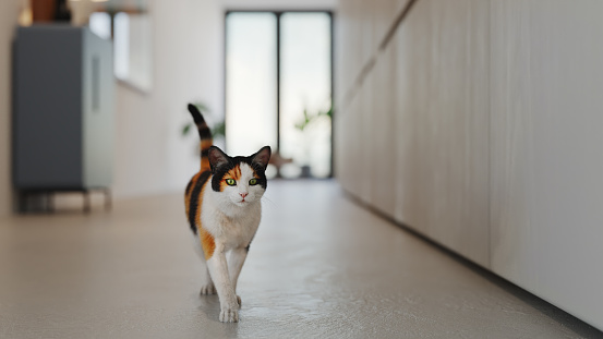 Cat walking towards the camera