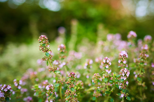 Close-up of small flowers growing on green plants in lush garden