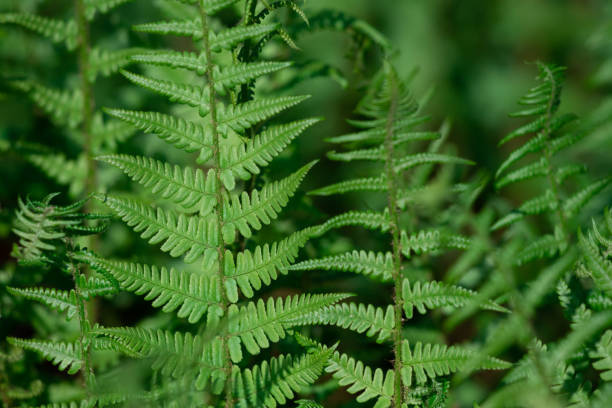 istock Natural light green fern wallpaper. 1461414463