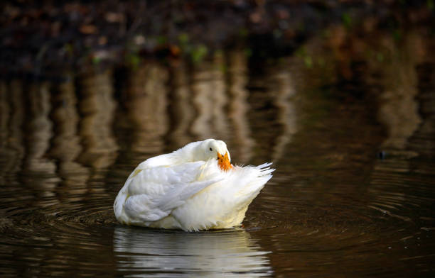 istock A white duck swimming on the water preening its tail feathers 1461415575