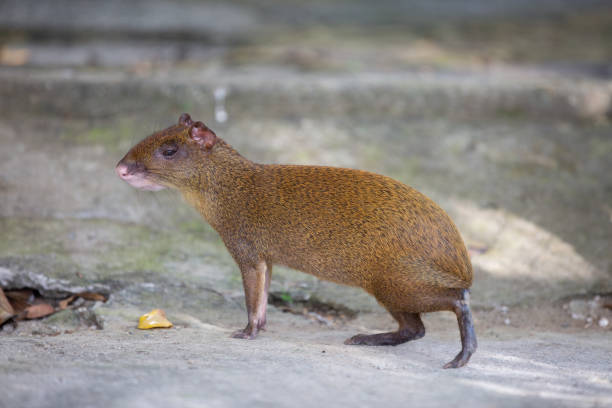 île de ruatan agouti - agouti animal photos et images de collection