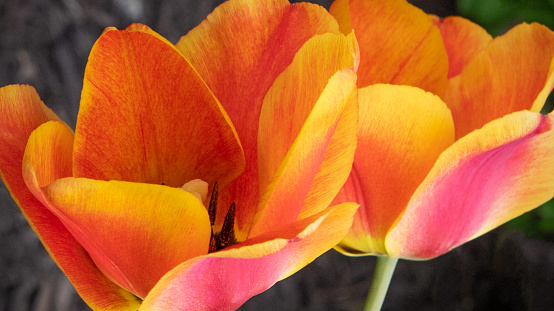 Beautiful Spring Tulips-Howard County, Indiana