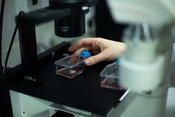 istock cell culture at the biosafety cabinet 1461415864