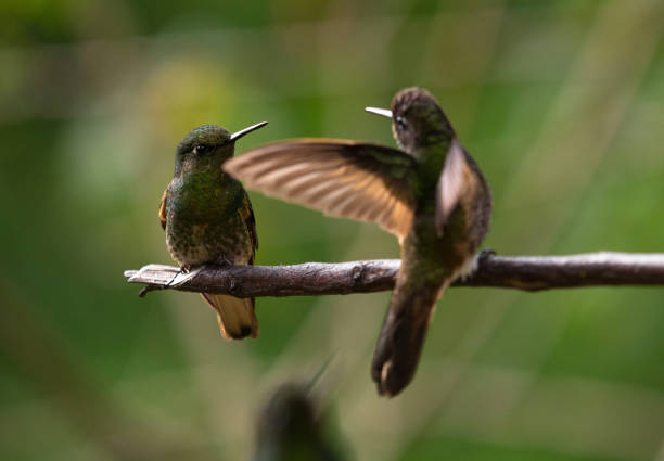 istock Green buff-tailed coronet Boissonneaua flavescens hummingbirds sitting on tree branch at Cocora Valley Salento Colombia 1461417649