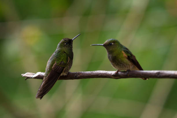 istock Green buff-tailed coronet Boissonneaua flavescens hummingbirds sitting on tree branch at Cocora Valley Salento Colombia 1461417689