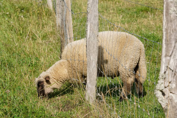 Close up of sheep grazing on field