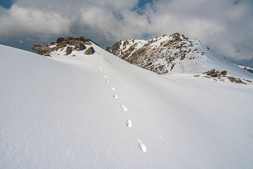 Ski tracks among junipers in a plain landscape at Stora Alvaret, a World Heritage in Sweden