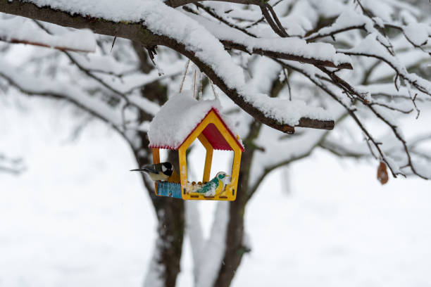 istock Titmouse on a feeder on a tree branch in winter. 1461419983