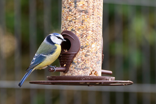 Bluetit in winter,Eifel,Germany.