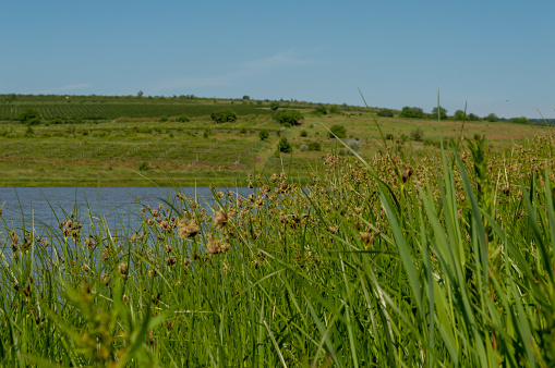 Beautiful meadow on the lake