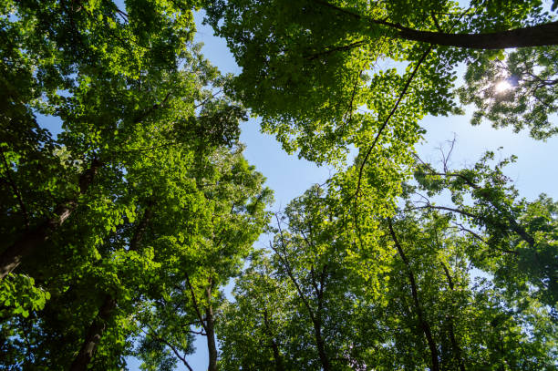 istock Tree crowns full of green leaves in the forest 1461420345