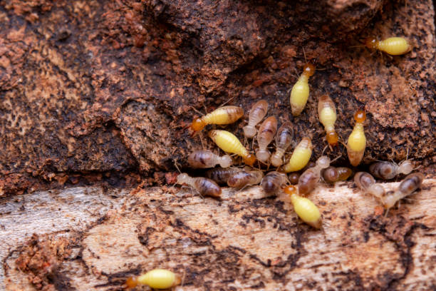 termiten fressen holzbretter. beschädigung eines holzhauses durch termiten - termite soil stock-fotos und bilder
