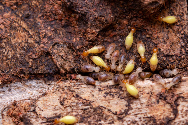 les termites mangent des planches de bois. dommages d’une maison en bois causés par des termites - worker termite photos et images de collection