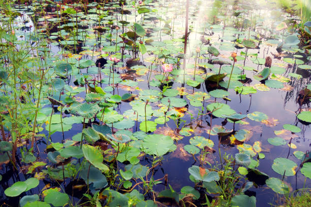 Water lily flowers in pond in Thailand