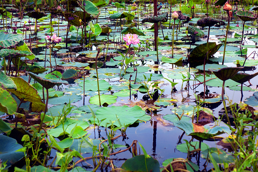 Water lily flowers in pond in Thailand