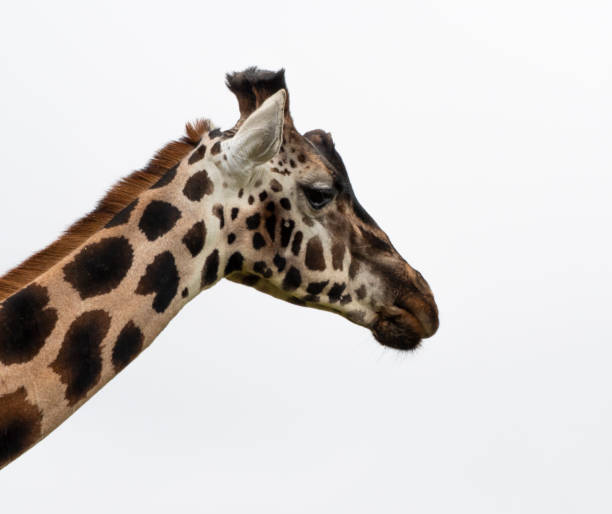istock A portrait of A Rothschild Giraffe 1461421561