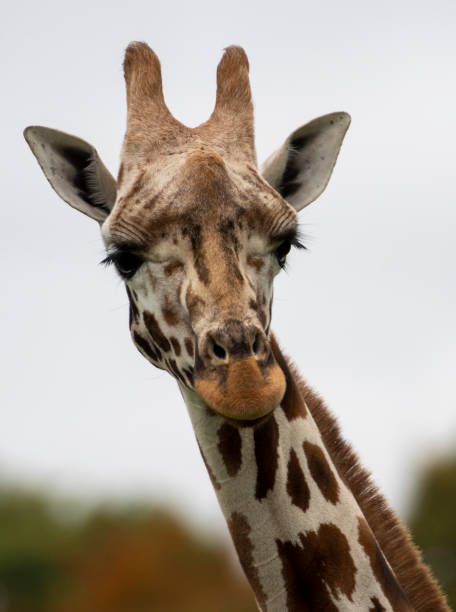 istock A portrait of A Rothschild Giraffe 1461421585