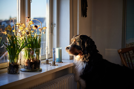 Side view of Bernese mountain dog looking through window with plants and candles on sill at home during sunset