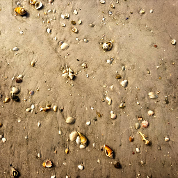 Sandy beach and seashells of Lido Beach in Sarasota, Florida   Keys